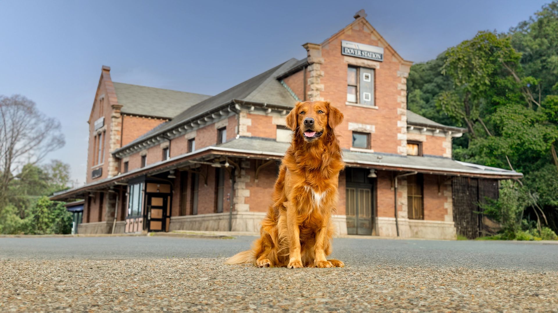 Spring and summer pet photography session outdoors